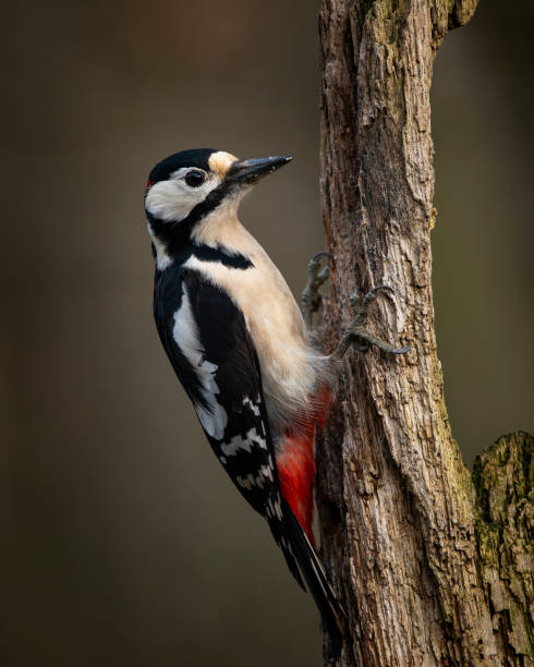 obraz leser spotted woodepecker dendrocopos minor na stronie drewnianego słupka w wiosennym słońcu - dendrocopos zdjęcia i obrazy z banku zdjęć