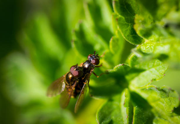 istock two flies sitting on green plant 1220925012