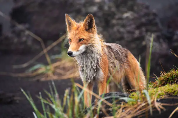 Red Foxat the edge of a forest/Red Fox/Red Fox (vulpes vulpes).