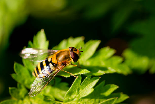 istock yellow bee on green plant 1220925050