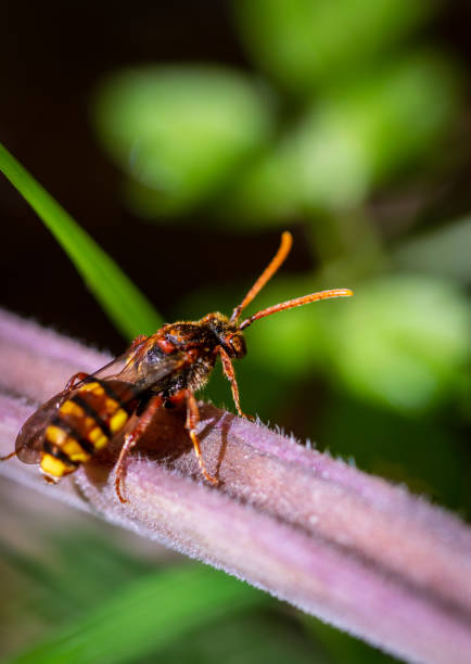 istock yellow bee in a sunny day 1220925154
