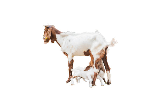 istock baby goat drinks milk from mother isolated on white 1220926063