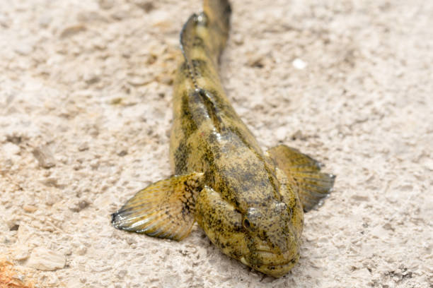 istock Ugly sea fish on the stone beach 1220927068