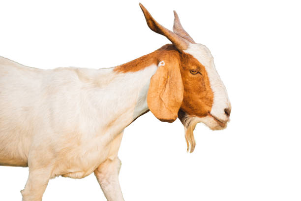 istock Goat eating grass in green meadow 1220927206
