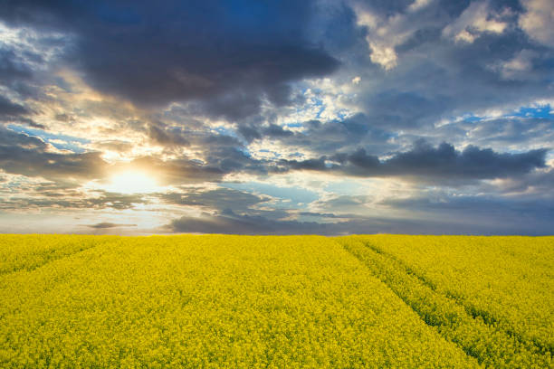 istock a field of rapeseed at sunset 1220927214