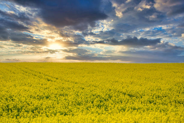 istock a field of rapeseed at sunset 1220928486