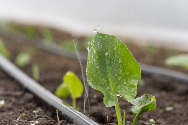 istock Small wet green kala leaves with water drops 1220928513