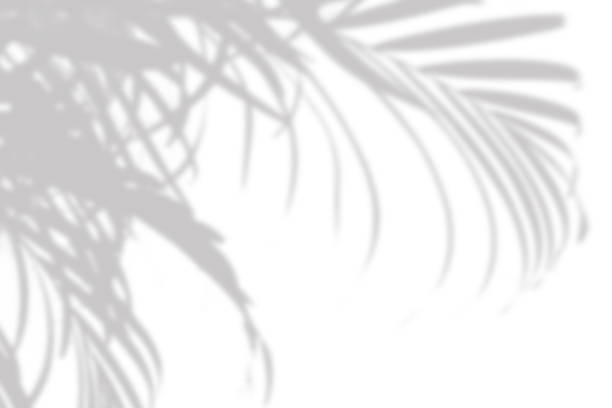 istock gray shadow of the palm leaves on a white wall 1220932212