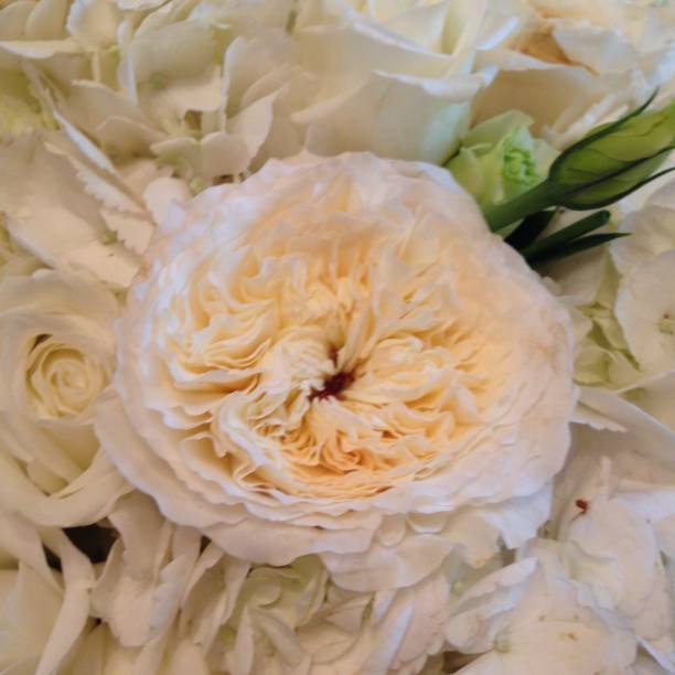 istock Close up of a white rose 1220933004