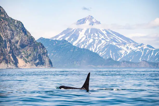 Killer whales in Kamchatka. Killer whales in the wild against a landscape with volcanoes.