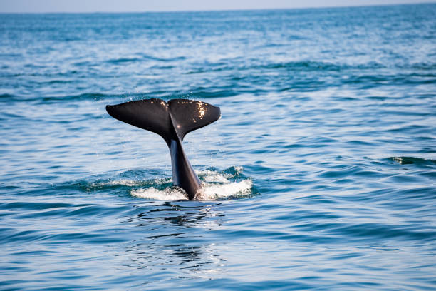 killer whale in the wild showing its tail with beautiful landscape in background.