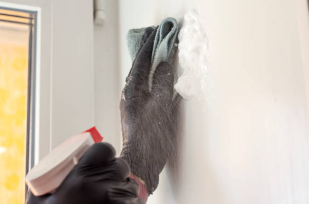 istock A hand in a black protective glove cleans the wall with a cloth and a special tool. disinfection in the house 1220934024