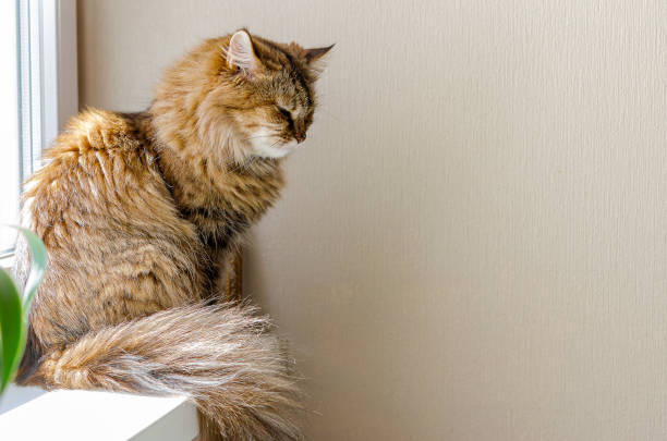 istock Pet - a cat sits on a window and basks in the sun 1220938131