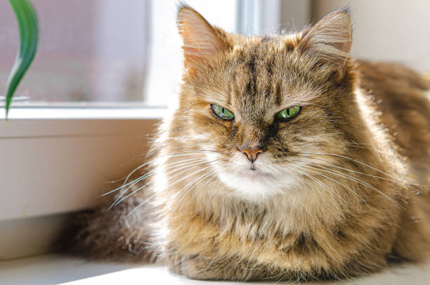 istock Pet - a cat sits on a window and basks in the sun 1220938379