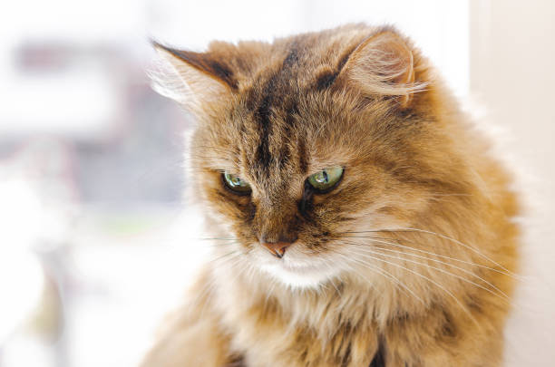 istock Pet - a cat sits on a window and basks in the sun 1220938447
