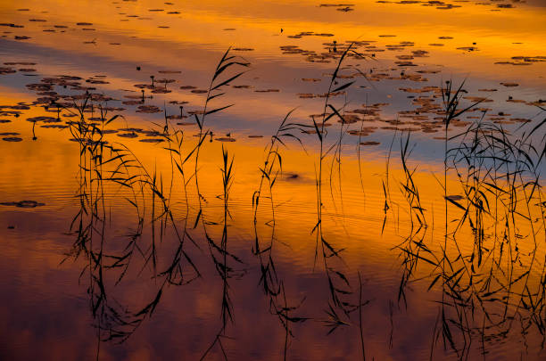 istock View of sunset. Countryside. 1220939842