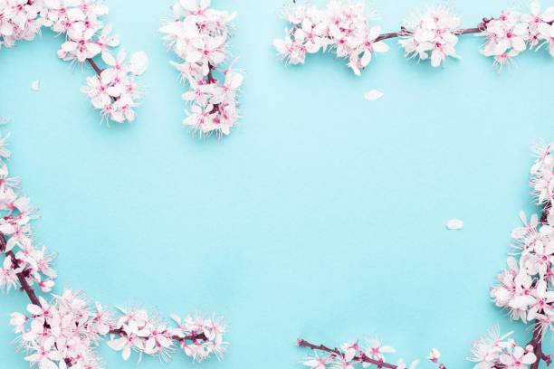 istock Spring border, spring blossom and April floral nature on blue background. Branches of blossoming apricot macro with soft focus. For easter and spring greeting cards with copy space. Springtime. 1220940392