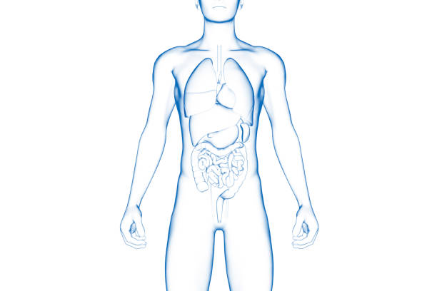 corpo humano, órgão interno, modelo 3d médico - human heart x ray image anatomy human internal organ - fotografias e filmes do acervo