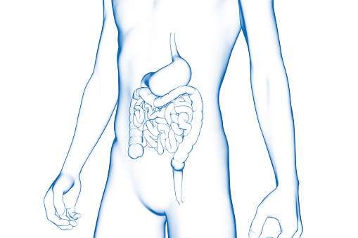 Digital medical illustration: X-ray of human digestive system, with galbladder highlighted. Anterior (front) view.