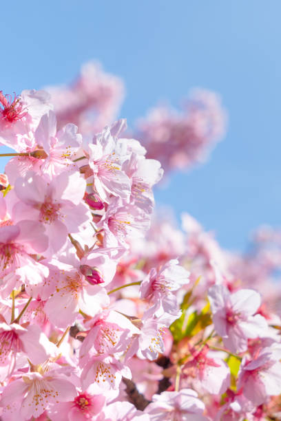 istock Cherry blossoms are in full bloom, in Japan. 1220940999