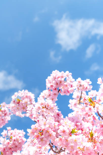 istock Cherry blossoms are in full bloom, in Japan. 1220941532