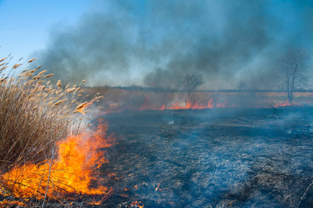 istock Fire, strong smoke. Burning reed in the swamp. Natural disaster 1220942533