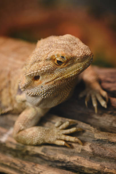 istock Close up of Bearded dragon (Pogona Vitticeps) an Australia lizard. 1220943132
