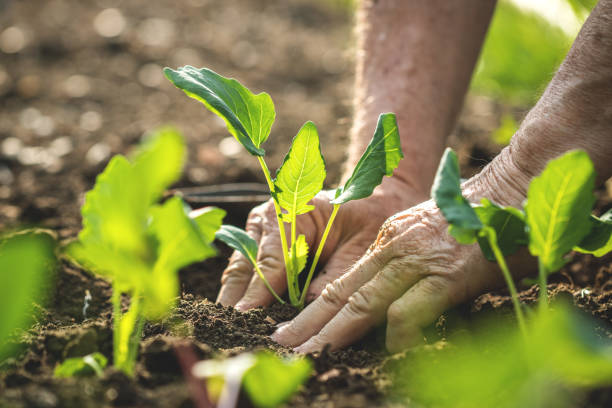manos de agricultor plantando plántulas de kohlrabi en jardín orgánico - vegetable garden planting environment human hand fotografías e imágenes de stock
