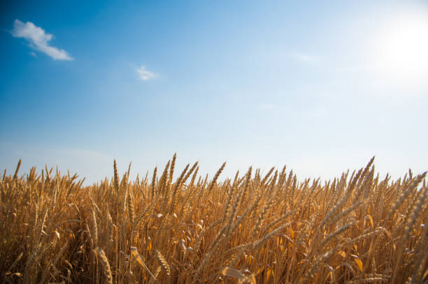 istock Golden wheat field and sunny day 1220944951