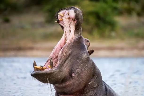 Photo of An action portrait of an adult hippo with its mouth wide open