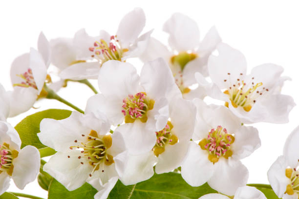 blooming blossoms of pear tree isolated over white background