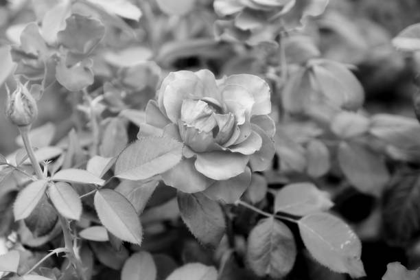 istock Bush roses in the park 1220946747