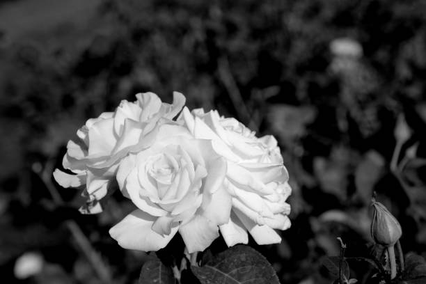 istock Bush roses in the park 1220946783