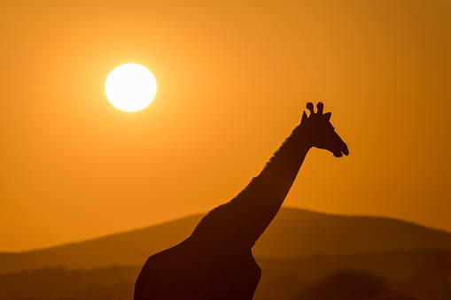 A beautiful photograph of a walking giraffe silhouetted against a golden sunset sky, with the sun behind its head and mountains in the background, taken in the Madikwe Game Reserve, South Africa