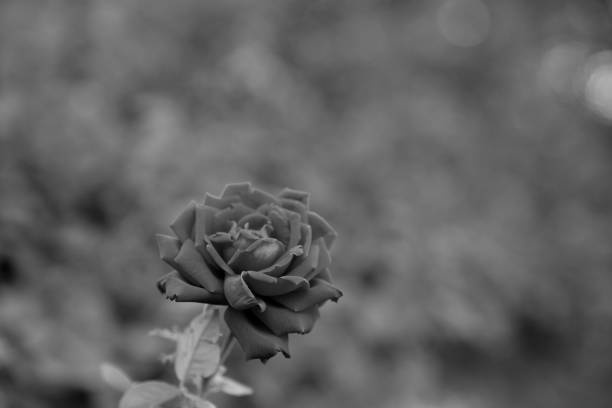 istock Bush roses in the park 1220947307