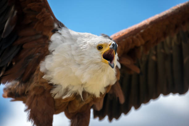 A dramatic close up portrait of a calling African Fish Eagle bird, with the blue sky as a backdrop, taken in the Drakensberg bird of prey sanctuary, South Africa