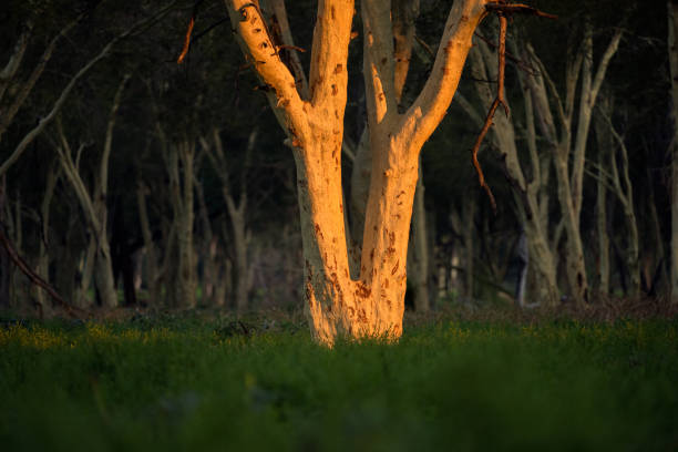 An abstract close up of a Fever tree, illuminated by the golden setting sun, in the fever tree forest in the Pafuri concession of the Kruger National Park, South Africa
