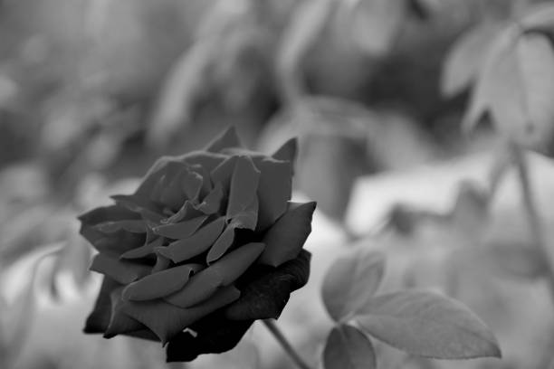 istock Bush roses in the park 1220947964