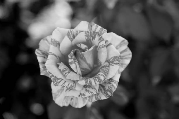 istock Bush roses in the park 1220948003