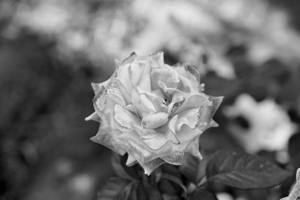 istock Bush roses in the park 1220948057