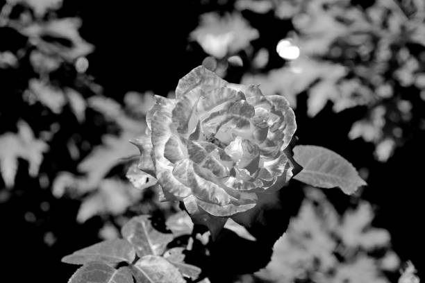 istock Bush roses in the park 1220948218