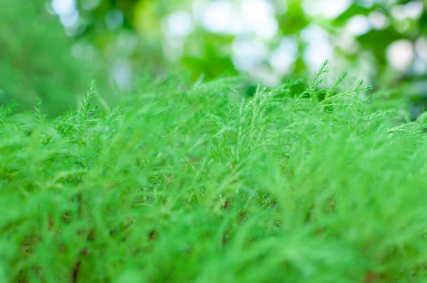 Spreading branches of microbiota, Microbiota decussate. Botanical macrophotography for illustration of microbiota.