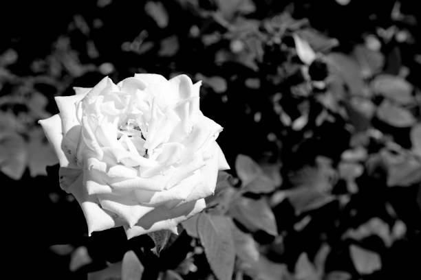 istock Bush roses in the park 1220948546