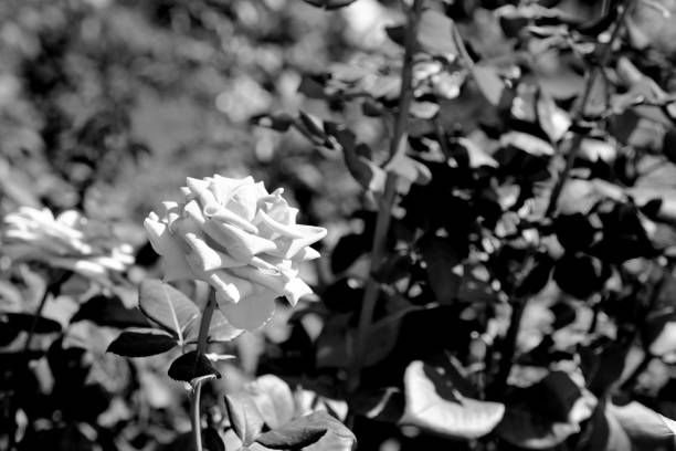 istock Bush roses in the park 1220949134