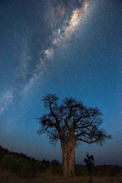 istock A vertical Milky Way night sky photograph with a Baobab 1220949330