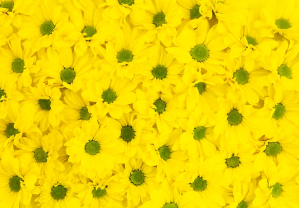 istock Yellow chrysanthemum flowers background 1220949354