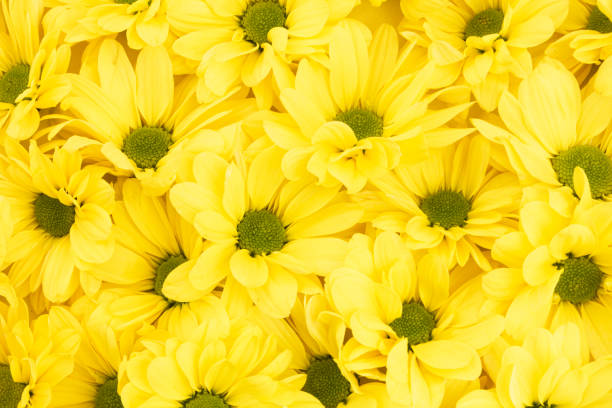 istock Yellow chrysanthemum flowers background 1220949407