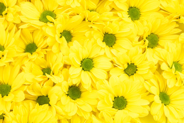 istock Yellow chrysanthemum flowers background 1220949415