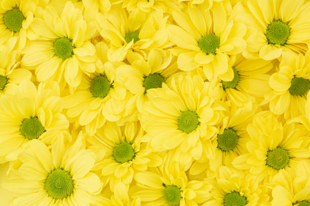 istock Yellow chrysanthemum flowers background 1220949503