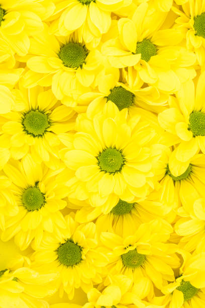 istock Chrysanthemum flowers background 1220949508
